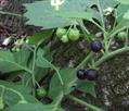 black nightshade